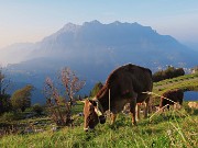 07 Mucca al pascolo in Alpe Arera